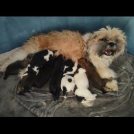 Shih Tzu - Both