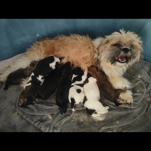 Shih Tzu - Both
