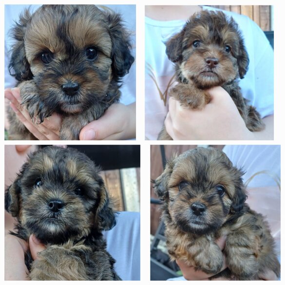Shihpoo - Both