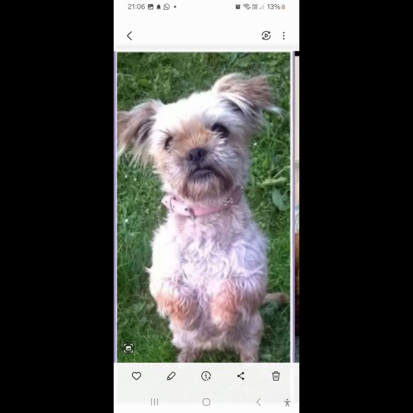 Shihpoo - Both