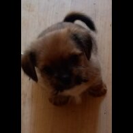 Shorkie - Dogs