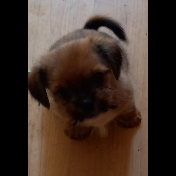 Shorkie - Dogs
