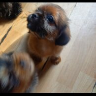 Shorkie - Dogs