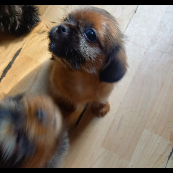 Shorkie - Dogs
