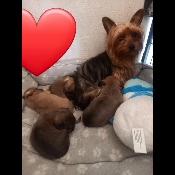 Shorkie - Dogs