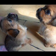 Shorkie - Dogs