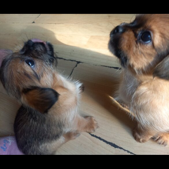 Shorkie - Dogs