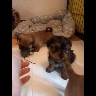 Shorkie - Dogs