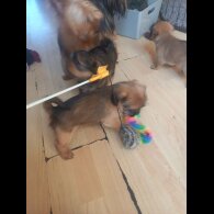 Shorkie - Dogs