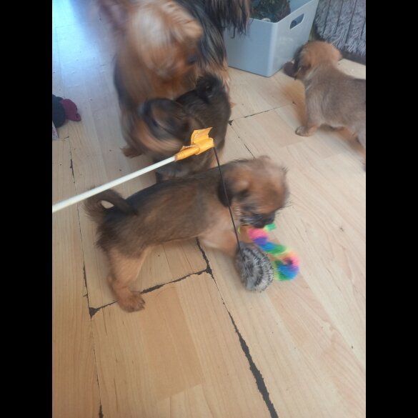 Shorkie - Dogs