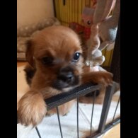 Shorkie - Dogs