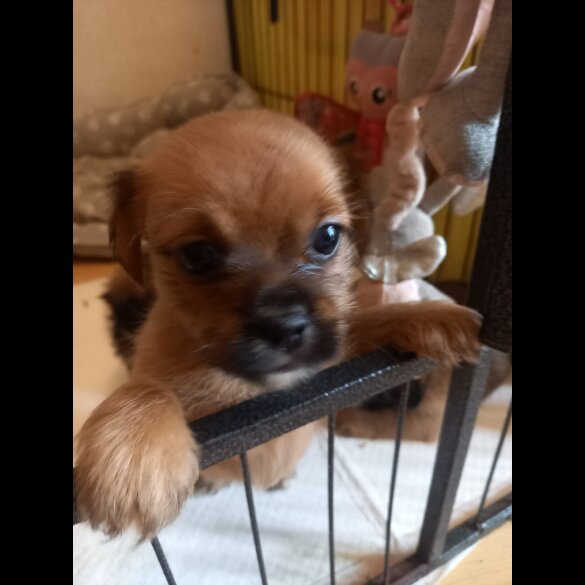 Shorkie - Dogs