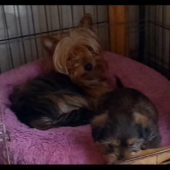 Shorkie - Dogs