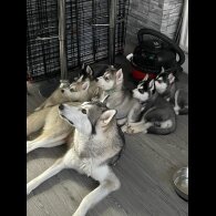 Siberian Husky - Both