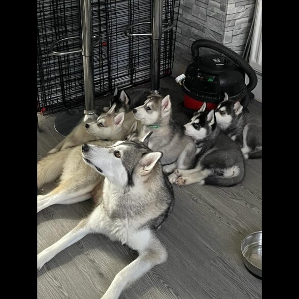 Siberian Husky - Both