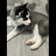 Siberian Husky - Both