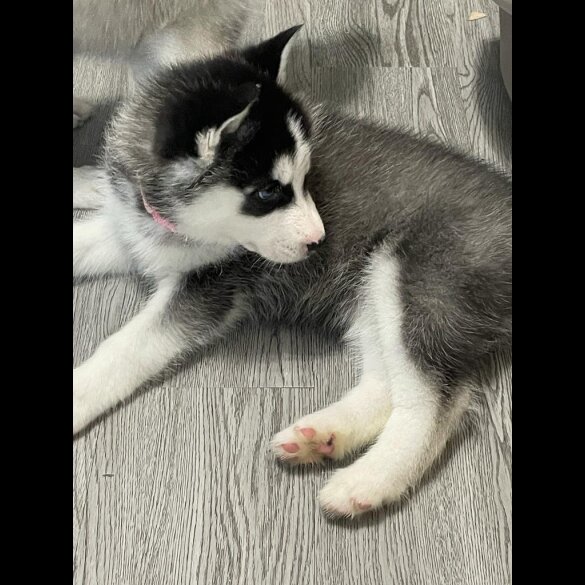 Siberian Husky - Both