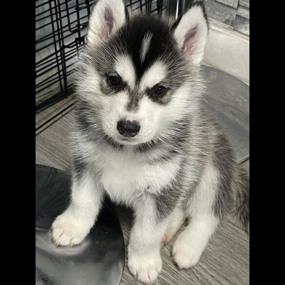 Siberian Husky - Both