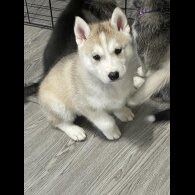 Siberian Husky - Both