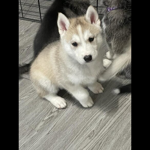 Siberian Husky - Both