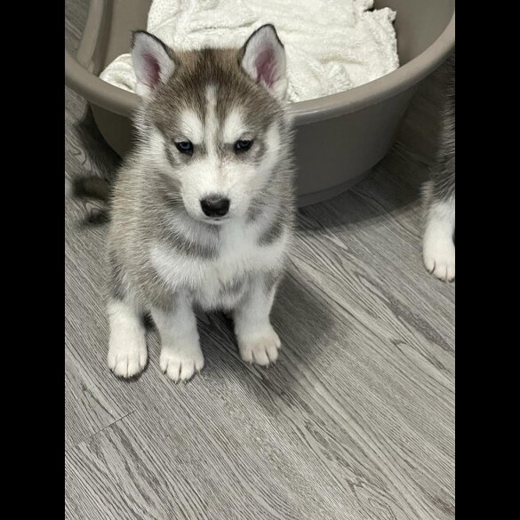 Siberian Husky - Both