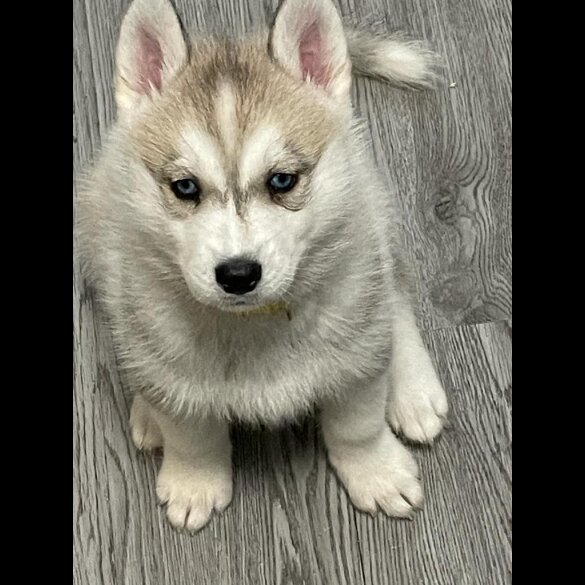 Siberian Husky - Both