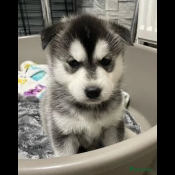 Siberian Husky - Both