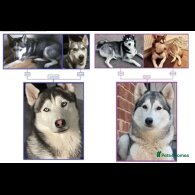 Siberian Husky - Both
