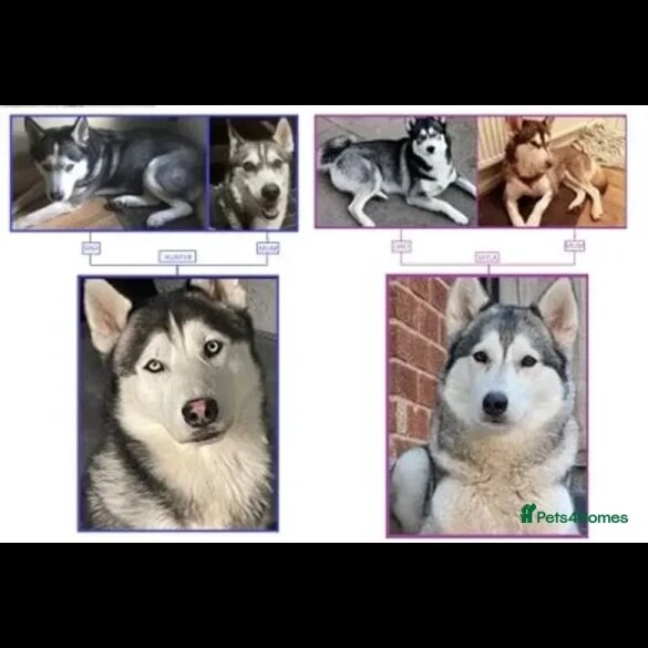 Siberian Husky - Both