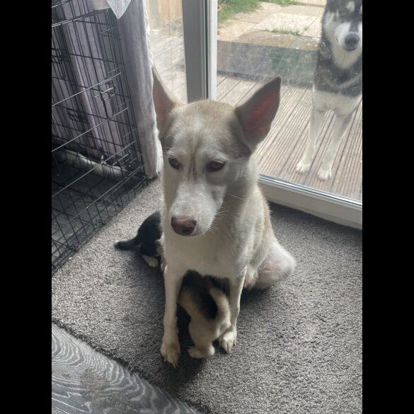 Siberian Husky - Bitches