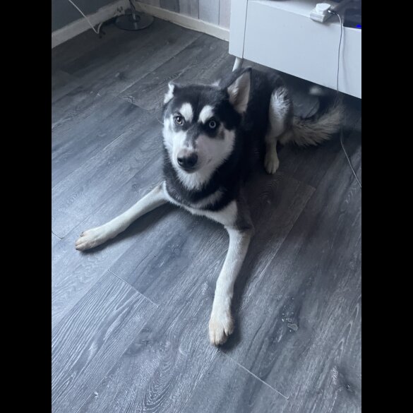 Siberian Husky - Bitches