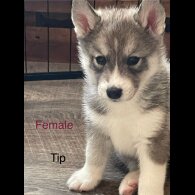 Siberian Husky - Both