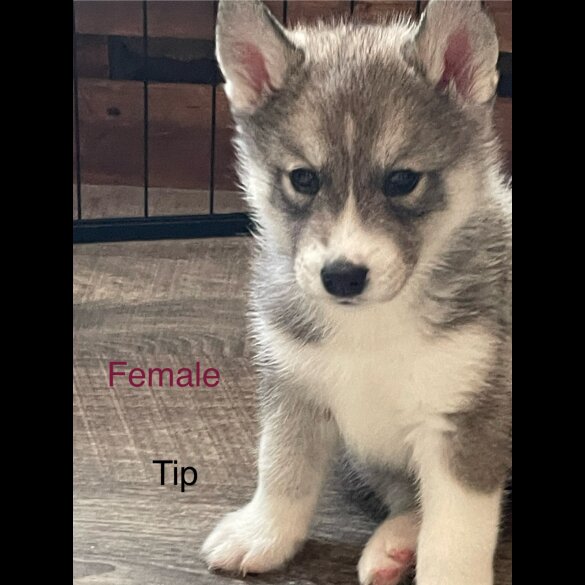 Siberian Husky - Both
