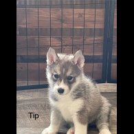 Siberian Husky - Both