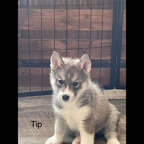Siberian Husky - Both