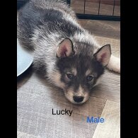 Siberian Husky - Both
