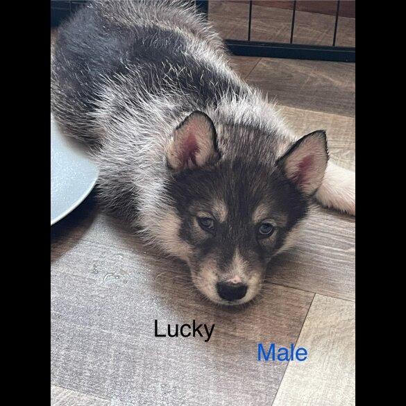 Siberian Husky - Both