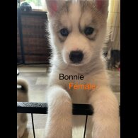 Siberian Husky - Both