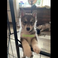 Siberian Husky - Both