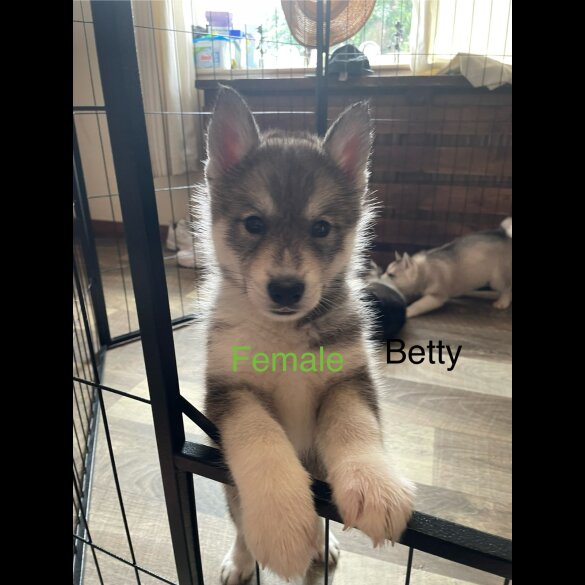 Siberian Husky - Both