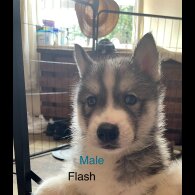 Siberian Husky - Both
