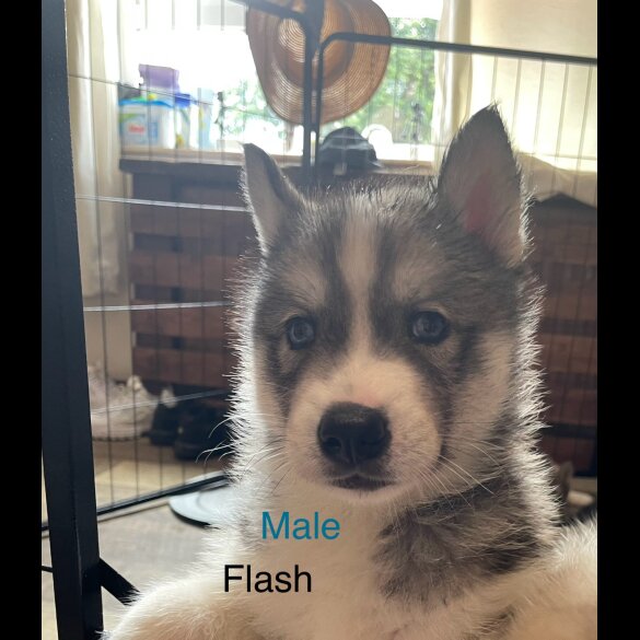 Siberian Husky - Both