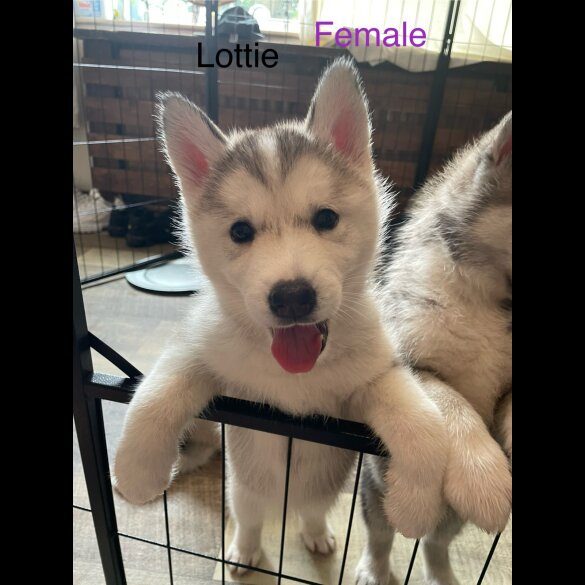 Siberian Husky - Both