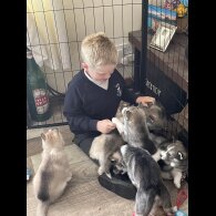 Siberian Husky - Both