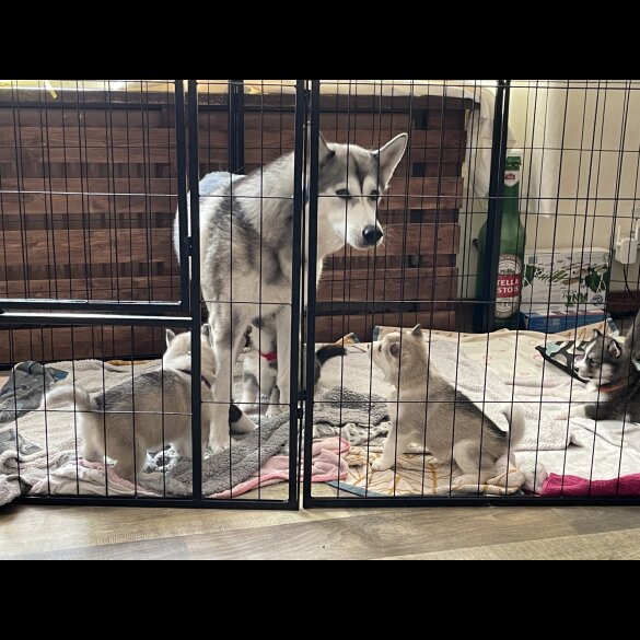 Siberian Husky - Both