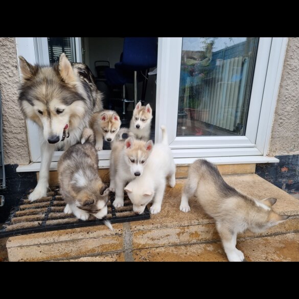 Siberian Husky - Dogs