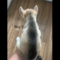 Siberian Husky - Both