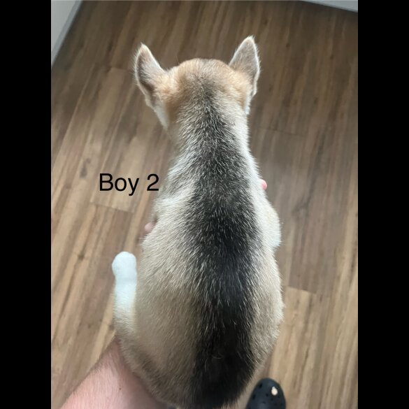 Siberian Husky - Both