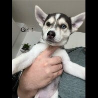 Siberian Husky - Both