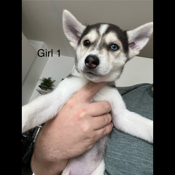 Siberian Husky - Both